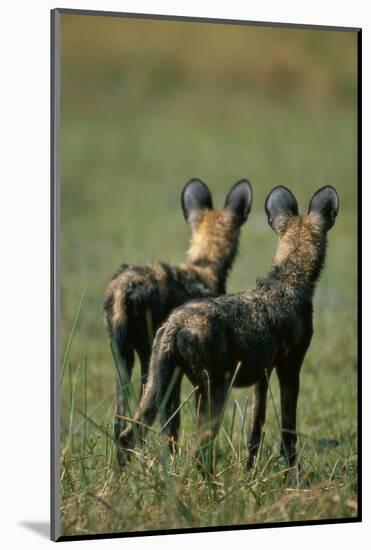 Close-Up of Wild Dogs-null-Mounted Photographic Print