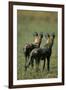 Close-Up of Wild Dogs-null-Framed Photographic Print