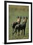 Close-Up of Wild Dogs-null-Framed Photographic Print