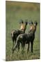 Close-Up of Wild Dogs-null-Mounted Photographic Print