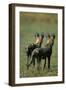 Close-Up of Wild Dogs-null-Framed Photographic Print