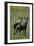 Close-Up of Wild Dogs-null-Framed Photographic Print