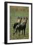 Close-Up of Wild Dogs-null-Framed Photographic Print