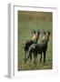 Close-Up of Wild Dogs-null-Framed Photographic Print