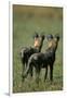 Close-Up of Wild Dogs-null-Framed Photographic Print
