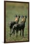 Close-Up of Wild Dogs-null-Framed Photographic Print