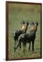 Close-Up of Wild Dogs-null-Framed Photographic Print