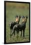 Close-Up of Wild Dogs-null-Framed Photographic Print