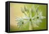 Close-Up of Wild Garlic (Allium Ursinum) Flowers, Hallerbos, Belgium, April 2009-Biancarelli-Framed Stretched Canvas