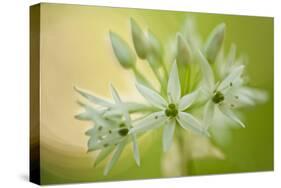 Close-Up of Wild Garlic (Allium Ursinum) Flowers, Hallerbos, Belgium, April 2009-Biancarelli-Stretched Canvas