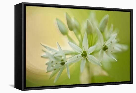 Close-Up of Wild Garlic (Allium Ursinum) Flowers, Hallerbos, Belgium, April 2009-Biancarelli-Framed Stretched Canvas