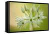 Close-Up of Wild Garlic (Allium Ursinum) Flowers, Hallerbos, Belgium, April 2009-Biancarelli-Framed Stretched Canvas