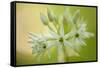 Close-Up of Wild Garlic (Allium Ursinum) Flowers, Hallerbos, Belgium, April 2009-Biancarelli-Framed Stretched Canvas