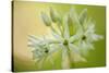 Close-Up of Wild Garlic (Allium Ursinum) Flowers, Hallerbos, Belgium, April 2009-Biancarelli-Stretched Canvas