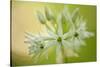 Close-Up of Wild Garlic (Allium Ursinum) Flowers, Hallerbos, Belgium, April 2009-Biancarelli-Stretched Canvas