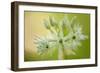 Close-Up of Wild Garlic (Allium Ursinum) Flowers, Hallerbos, Belgium, April 2009-Biancarelli-Framed Photographic Print