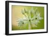 Close-Up of Wild Garlic (Allium Ursinum) Flowers, Hallerbos, Belgium, April 2009-Biancarelli-Framed Photographic Print