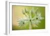 Close-Up of Wild Garlic (Allium Ursinum) Flowers, Hallerbos, Belgium, April 2009-Biancarelli-Framed Photographic Print