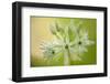 Close-Up of Wild Garlic (Allium Ursinum) Flowers, Hallerbos, Belgium, April 2009-Biancarelli-Framed Photographic Print