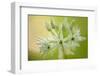 Close-Up of Wild Garlic (Allium Ursinum) Flowers, Hallerbos, Belgium, April 2009-Biancarelli-Framed Photographic Print