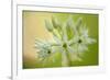 Close-Up of Wild Garlic (Allium Ursinum) Flowers, Hallerbos, Belgium, April 2009-Biancarelli-Framed Photographic Print