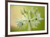 Close-Up of Wild Garlic (Allium Ursinum) Flowers, Hallerbos, Belgium, April 2009-Biancarelli-Framed Photographic Print