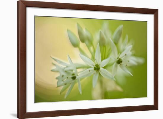 Close-Up of Wild Garlic (Allium Ursinum) Flowers, Hallerbos, Belgium, April 2009-Biancarelli-Framed Photographic Print