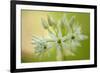 Close-Up of Wild Garlic (Allium Ursinum) Flowers, Hallerbos, Belgium, April 2009-Biancarelli-Framed Photographic Print