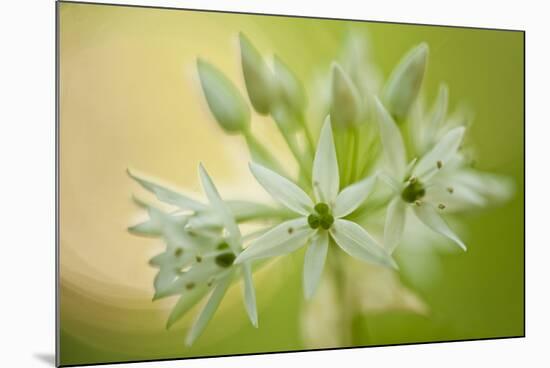Close-Up of Wild Garlic (Allium Ursinum) Flowers, Hallerbos, Belgium, April 2009-Biancarelli-Mounted Photographic Print