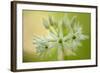 Close-Up of Wild Garlic (Allium Ursinum) Flowers, Hallerbos, Belgium, April 2009-Biancarelli-Framed Photographic Print