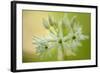 Close-Up of Wild Garlic (Allium Ursinum) Flowers, Hallerbos, Belgium, April 2009-Biancarelli-Framed Photographic Print