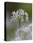 Close-Up of Wild Garlic Flower, Lancashire, England, United Kingdom-Ann & Steve Toon-Stretched Canvas