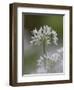 Close-Up of Wild Garlic Flower, Lancashire, England, United Kingdom-Ann & Steve Toon-Framed Photographic Print