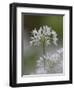 Close-Up of Wild Garlic Flower, Lancashire, England, United Kingdom-Ann & Steve Toon-Framed Photographic Print