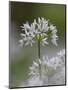 Close-Up of Wild Garlic Flower, Lancashire, England, United Kingdom-Ann & Steve Toon-Mounted Photographic Print