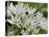 Close-Up of Wild Garlic (Ramsons) (Allium Ursinum) Carpeting Woodland Floor, Wiltshire, England, UK-Nick Upton-Stretched Canvas