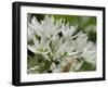 Close-Up of Wild Garlic (Ramsons) (Allium Ursinum) Carpeting Woodland Floor, Wiltshire, England, UK-Nick Upton-Framed Photographic Print