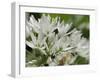 Close-Up of Wild Garlic (Ramsons) (Allium Ursinum) Carpeting Woodland Floor, Wiltshire, England, UK-Nick Upton-Framed Photographic Print