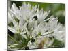 Close-Up of Wild Garlic (Ramsons) (Allium Ursinum) Carpeting Woodland Floor, Wiltshire, England, UK-Nick Upton-Mounted Photographic Print