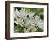 Close-Up of Wild Garlic (Ramsons) (Allium Ursinum) Carpeting Woodland Floor, Wiltshire, England, UK-Nick Upton-Framed Photographic Print