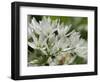 Close-Up of Wild Garlic (Ramsons) (Allium Ursinum) Carpeting Woodland Floor, Wiltshire, England, UK-Nick Upton-Framed Photographic Print