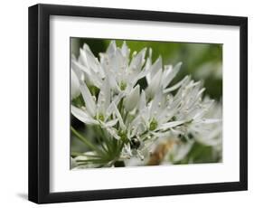 Close-Up of Wild Garlic (Ramsons) (Allium Ursinum) Carpeting Woodland Floor, Wiltshire, England, UK-Nick Upton-Framed Photographic Print