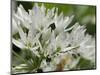 Close-Up of Wild Garlic (Ramsons) (Allium Ursinum) Carpeting Woodland Floor, Wiltshire, England, UK-Nick Upton-Mounted Photographic Print