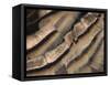 Close-up of wild turkey tail feathers-Maresa Pryor-Framed Stretched Canvas