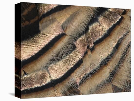 Close-up of wild turkey tail feathers-Maresa Pryor-Stretched Canvas