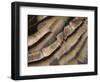 Close-up of wild turkey tail feathers-Maresa Pryor-Framed Photographic Print