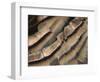 Close-up of wild turkey tail feathers-Maresa Pryor-Framed Photographic Print