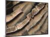 Close-up of wild turkey tail feathers-Maresa Pryor-Mounted Photographic Print