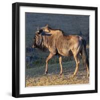 Close-up of wildebeest, aka Gnu. Camelthorn Lodge. Hwange National Park. Zimbabwe.-Tom Norring-Framed Photographic Print