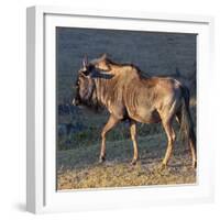 Close-up of wildebeest, aka Gnu. Camelthorn Lodge. Hwange National Park. Zimbabwe.-Tom Norring-Framed Photographic Print